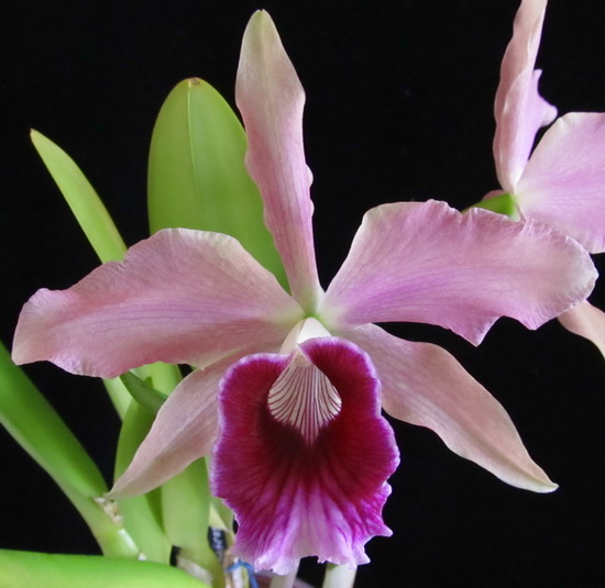 Laelia Pacavia (L. pupurata x L. tenebrosa)