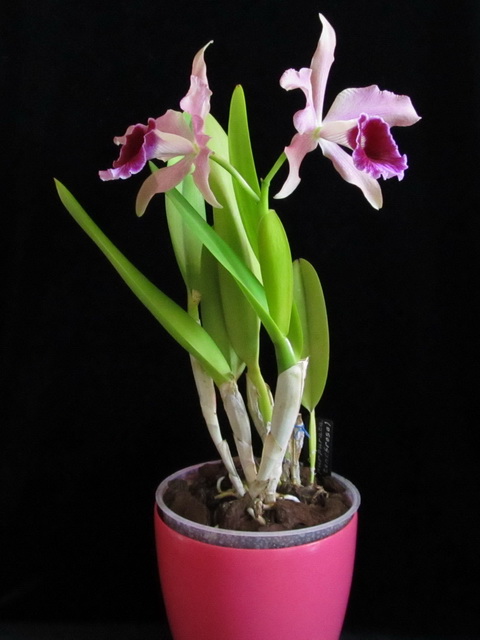 Laelia Pacavia (L. pupurata x L. tenebrosa)