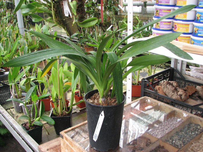 Cymbidium 'Vogel's Magic'.jpg