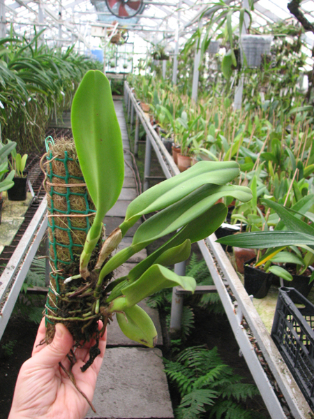 Brassolaeliocattleya Emily Simmons 'Mendenhall'.jpg