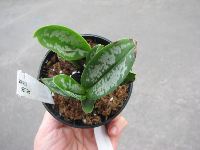 Maxillaria reichenheimiana.jpg