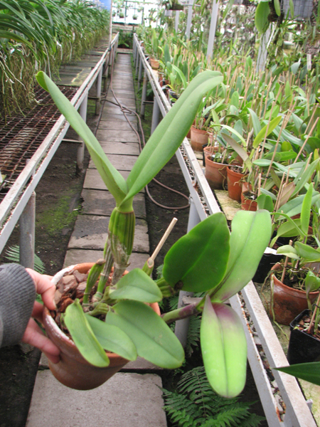 Brassolaeliocattleya Haw Yuan Grace 'Cat King'.jpg