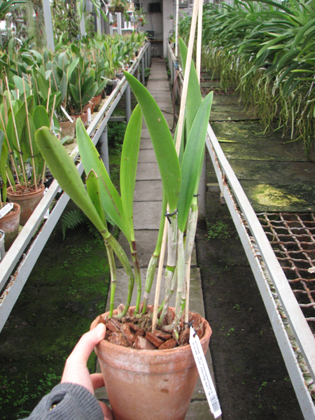 Brassocattleya Little Marmaid 'Janet' (Cattleyawalkeriana x Brassocattleya Maikai).jpg