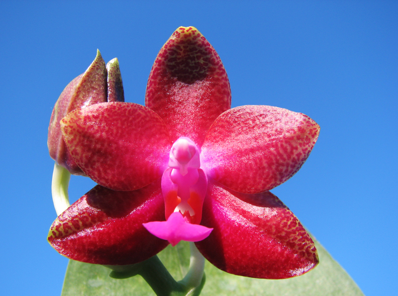 Phalaenopsis Fusheng's World 'FS'.jpg