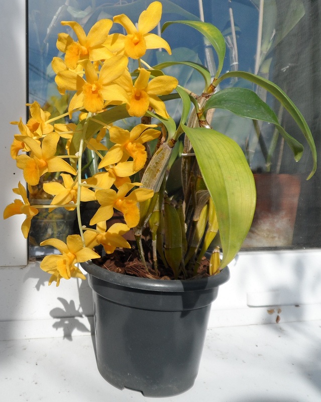 Dendrobium griffithianum.