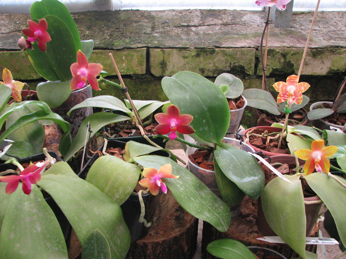 Phalaenopsis.jpg