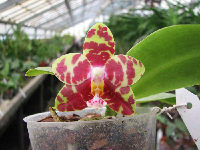 Phalaenopsis Hannover Passion.jpg