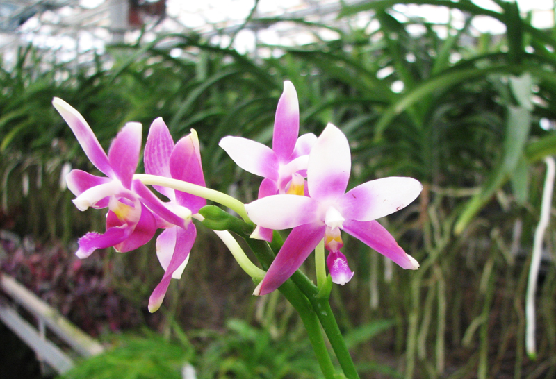 Phalaenopsis speciosa c-1 x violacea Sumatra.jpg