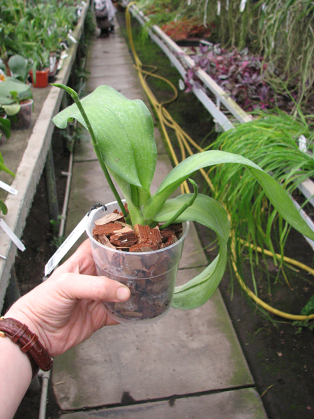 Phalaenopsis hieroglyphica.jpg