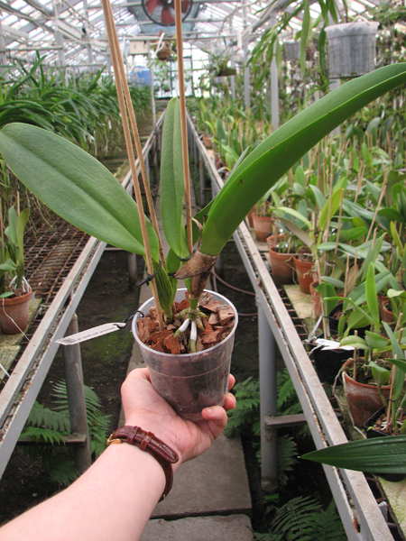 Brassolaeliocattleya George King 'Serendipity'.jpg