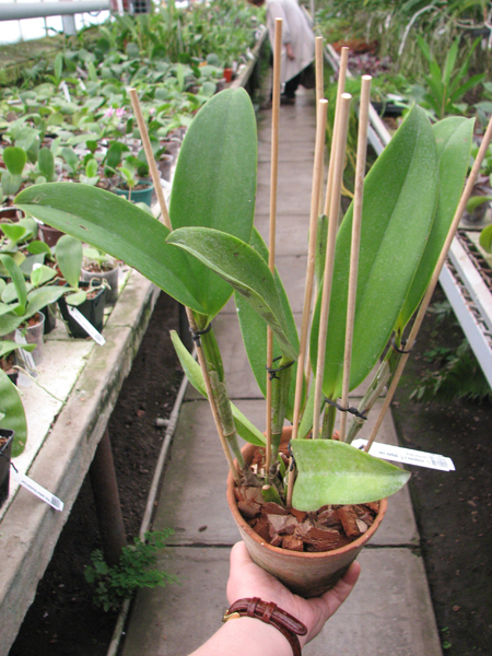 Cattleya violacea x Cattleya gigas var sanderiana.jpg