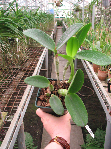 Cattlianthe White Bridal 'Yuki' (Cattleya Angelwalker x Cattlianthe Candy Tuft).jpg