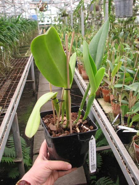 Cattleya warneri semi alba 'Pedra Azul' x Cattleya warneri semi alba 'Nr 1'.jpg