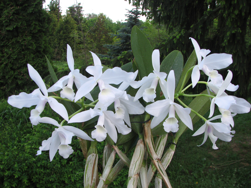 Cattleya skinneri 'albescens'.jpg