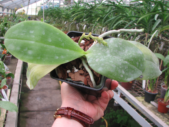 P amboinensis vаr flavida.jpg