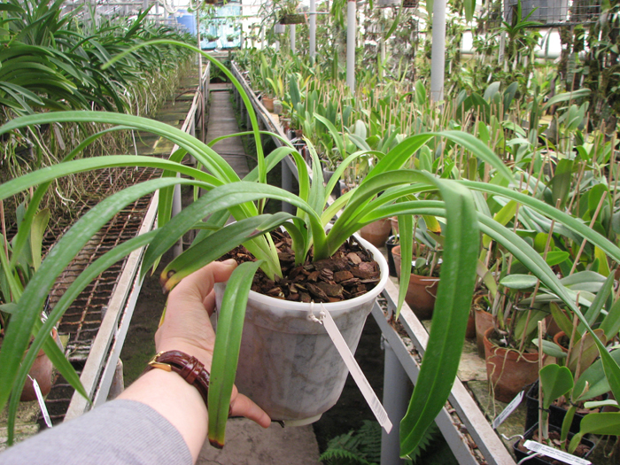 Phragmipedium schlimii.jpg