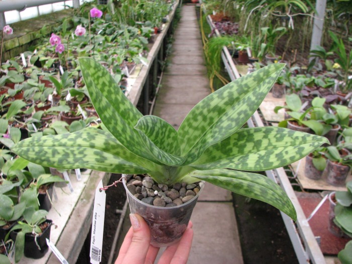 Paphiopedilum Maudiae alba.JPG
