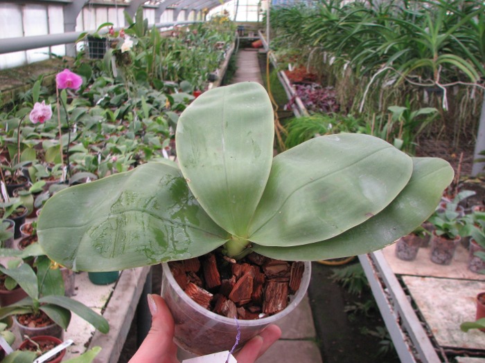Phalaenopsis bellina.JPG