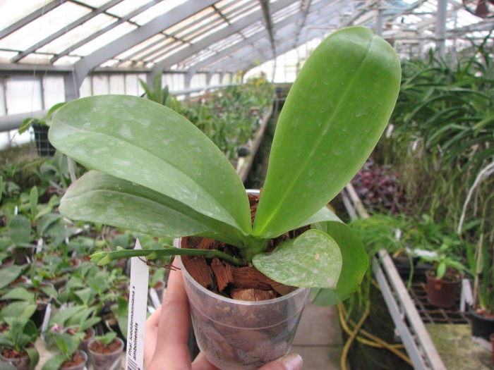 Phalaenopsis lueddemanniana x amboinensis.JPG