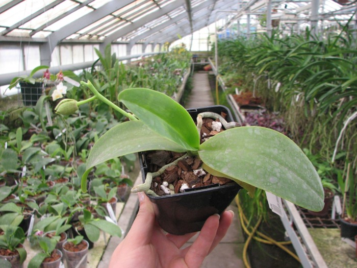 Phalaenopsis Natasha 'Aiko'.JPG