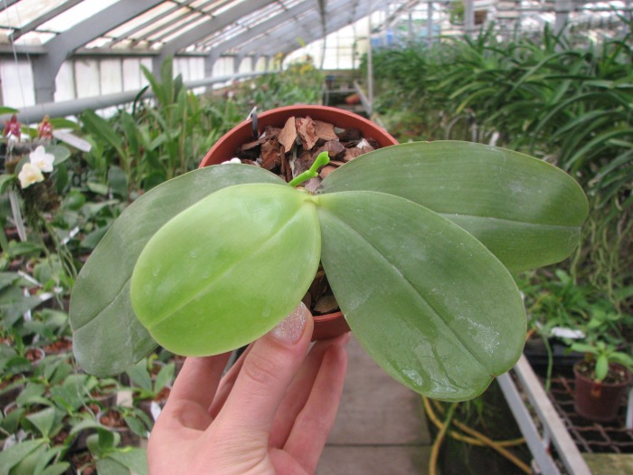 Phalaenopsis Samera 'Blue'.JPG