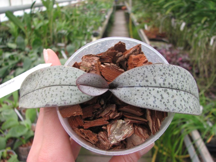 Phalaenopsis schilleriana.JPG