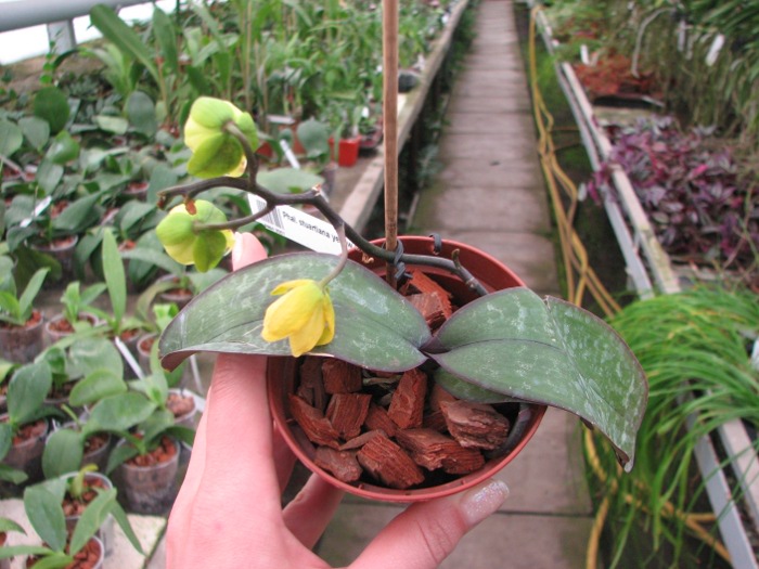 Phalaenopsis stuartiana yellow x sib.JPG