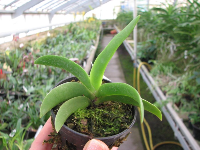 Angraecum leonis.JPG