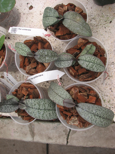 Phalaenopsis schilleriana.jpg