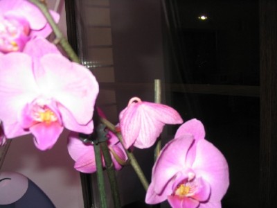 orhi 002.jpg