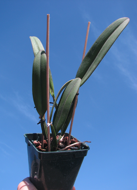 Cattleya luteola.jpg