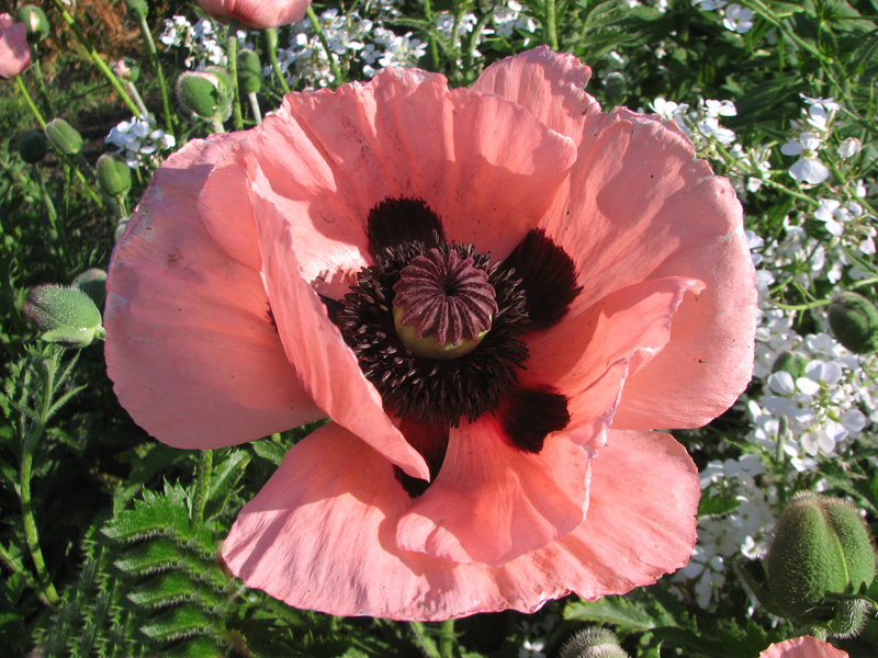 Papaver oriental Coral Reef.jpg