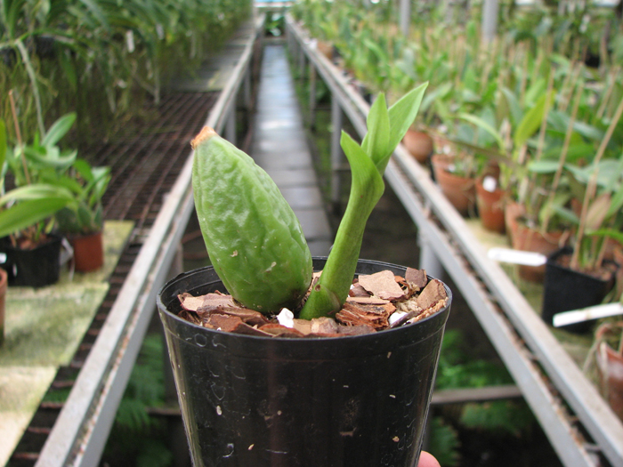Lycaste Sagano.jpg
