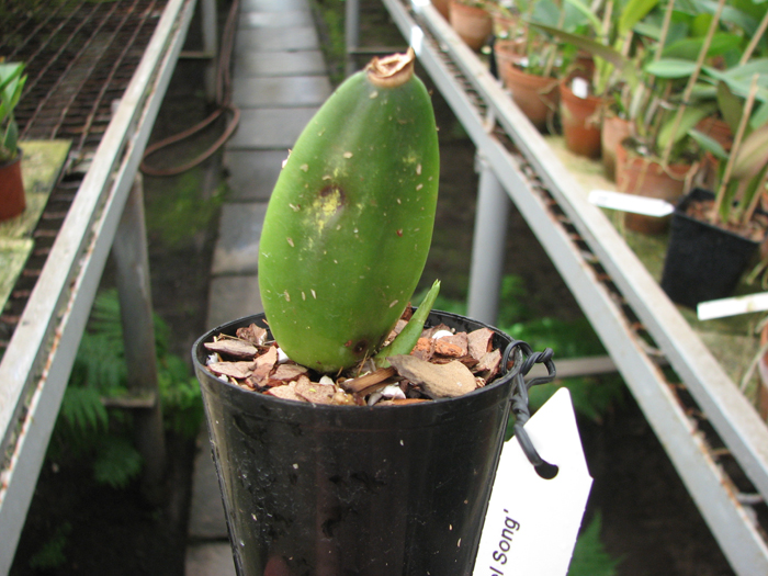 Lycaste Mercury 'Angel Song'.jpg