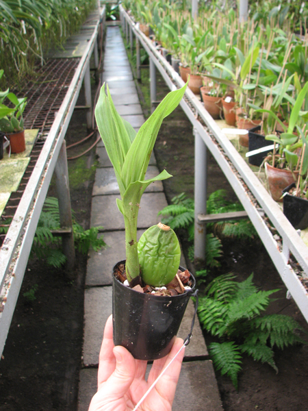 Lycaste Rakuhoku.jpg