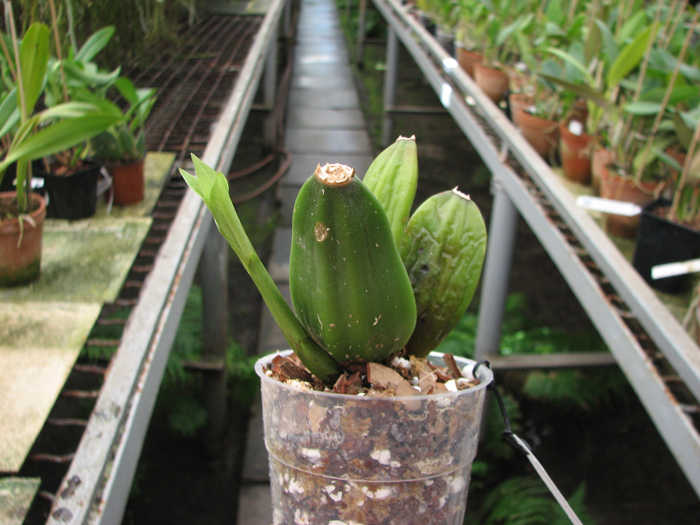 Lycaste Cherish.jpg