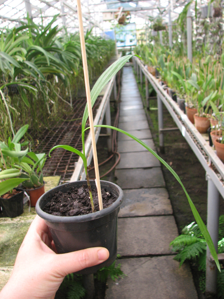 Bletilla striata.jpg