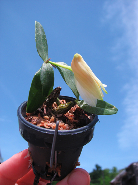 Dendrobium christyanum.jpg