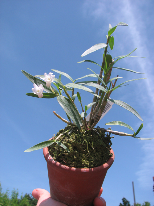 Dendrobium moniliforme Himenomai.jpg