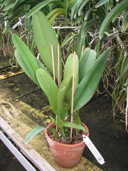 Laeliocattleya White Spark 'Panda' (Shellie Compton x Moscombe).jpg