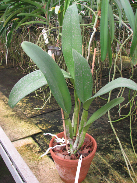 Brassolaeliocattleya Young Kong 'Sun No16'.jpg