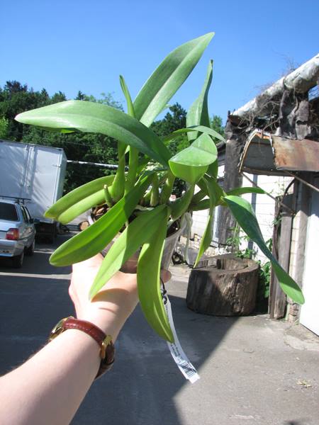 Laeliocattleya Ballet Folklorico 'Eloquence' (Cattleya Song of Norway x Laelia speciosa).jpg