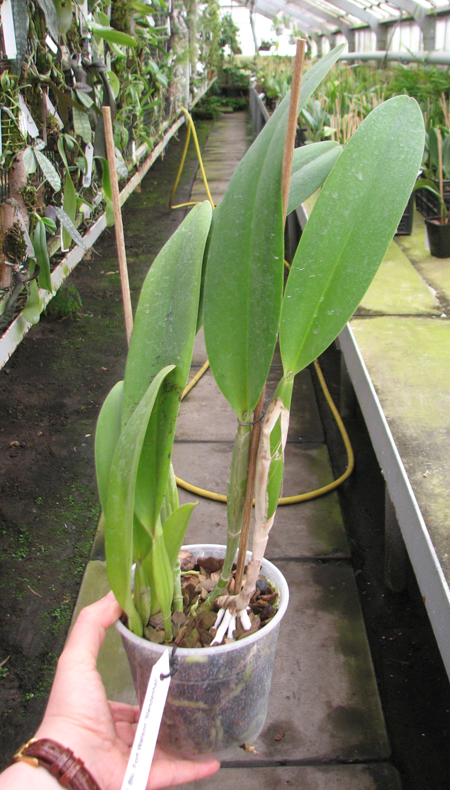 Brassolaeliocattleya Fort Watson 'Mendenhall'.jpg