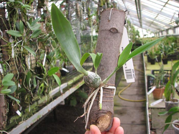 Encyclia mariae x citrina.jpg