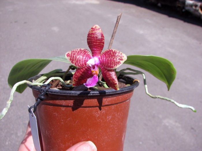 Phalaenopsis corningiana x Phalaenopsis Coral Isles.JPG