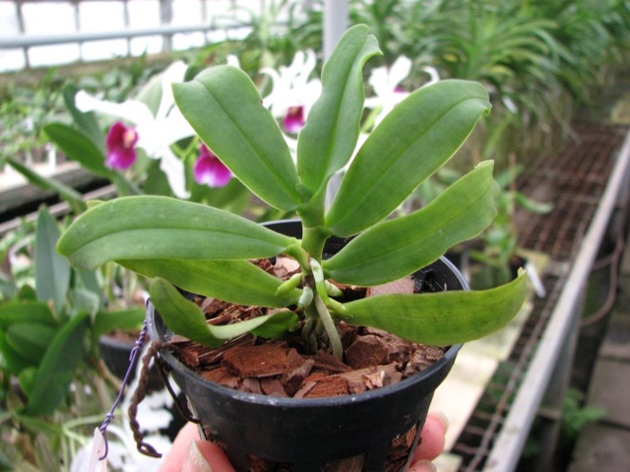 Gastrochilus japonicus.JPG