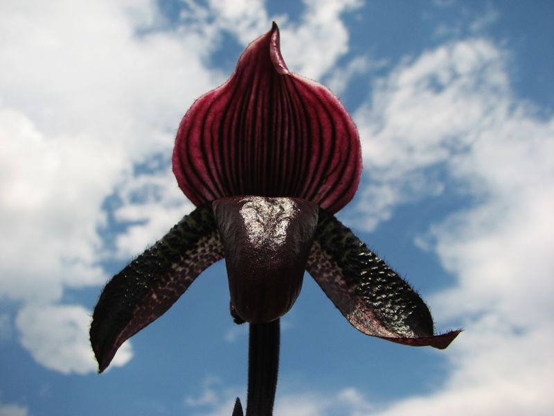 Paphiopedilum Maudiae vinicolor.jpg