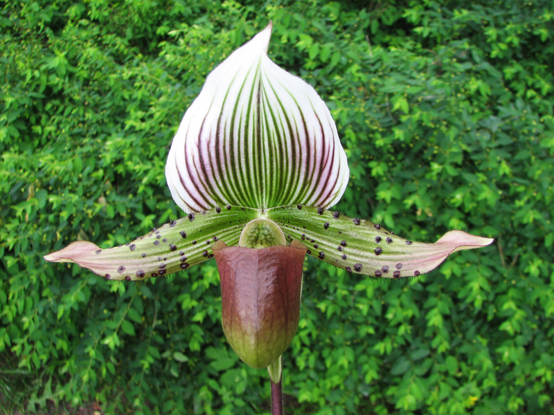 Paphiopedilum Maudiae vinicolor.jpg
