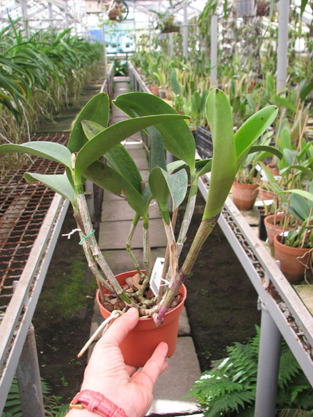 Cattleya Korat Spot.jpg