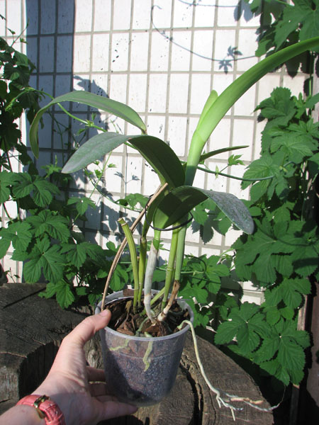 Cattleya Dominiana.jpg